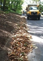leaves-in-windrow